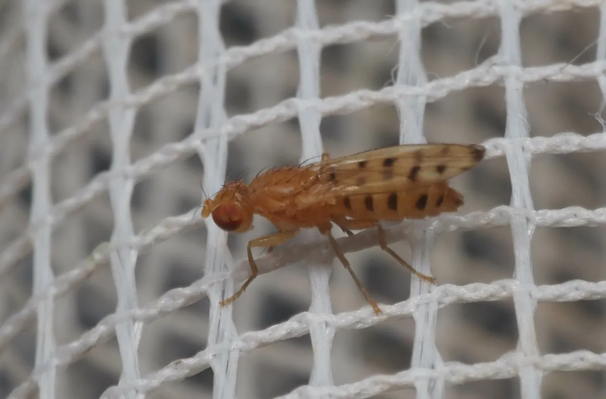 Opomyza punctella - photo 3