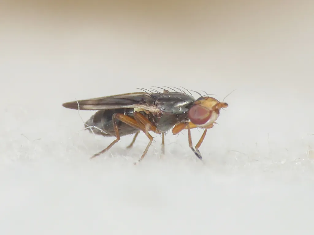 Opomyza thalhammeri - photo 2