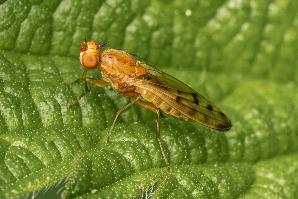 Grass Flies - photo 2