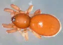 Opopaea deserticola