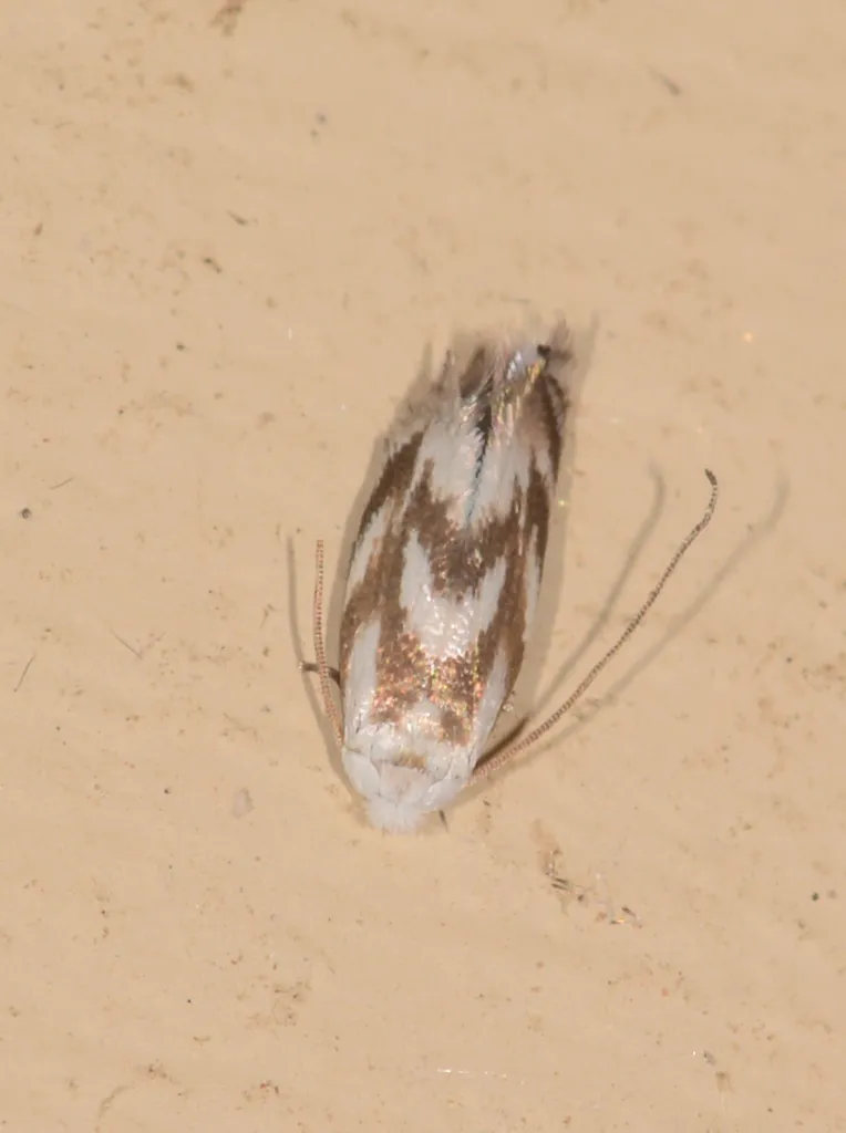 Opostega nubifera - photo 2