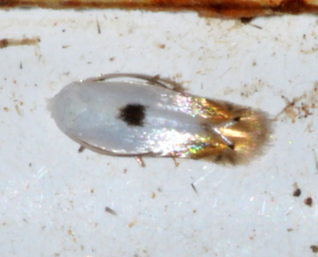 Opostega orestias - photo 2