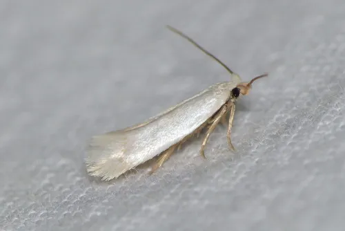 Opostega salaciella