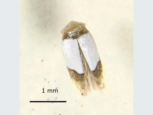Opostega scoliozona