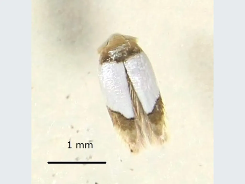 Opostega scoliozona - photo 2