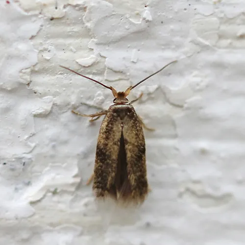 Essex Bent-wing