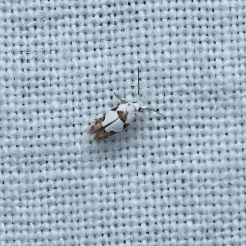 Opostega xenodoxa