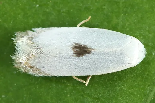 White Eye-capped Moths - Opostegidae