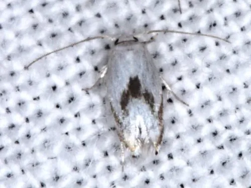 Opostegoides gephyraea