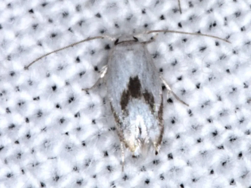 Opostegoides gephyraea - photo 2