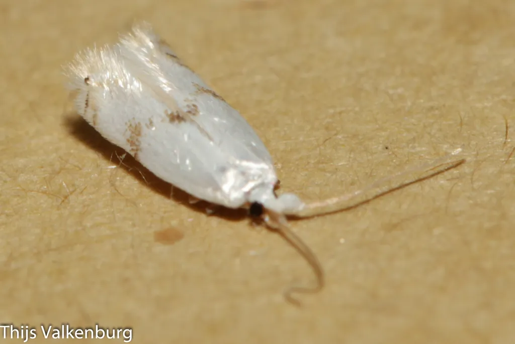 Opostegoides menthinella - photo 2