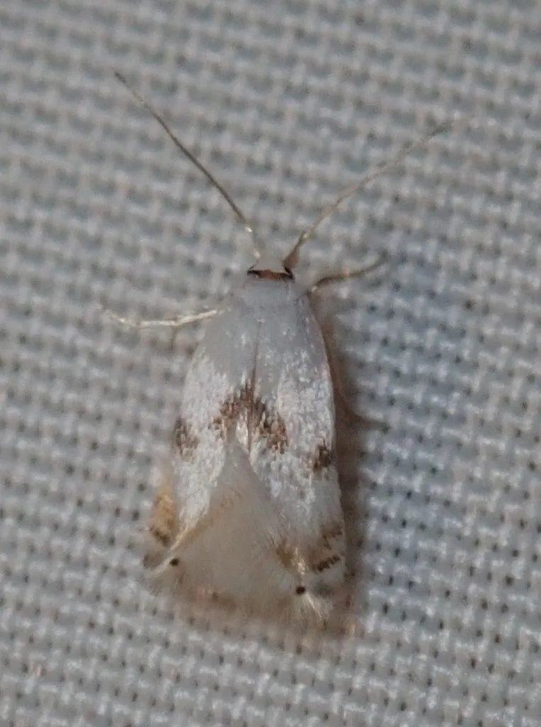 Opostegoides scioterma - Hodges#0125 - Opostegoides scioterma