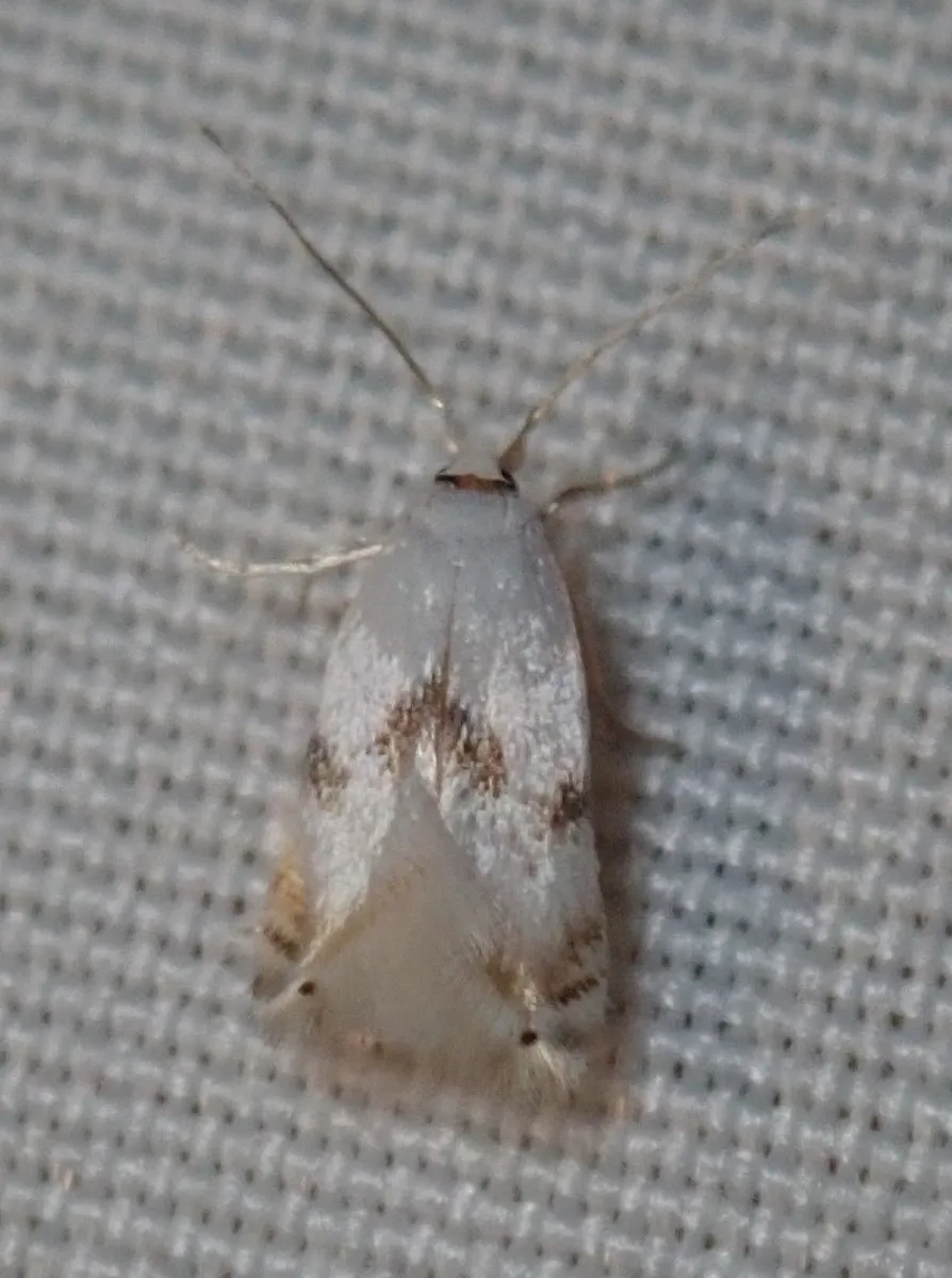 Opostegoides scioterma - Hodges#0125 - photo 3