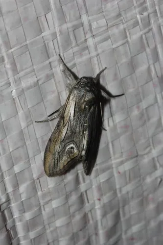 Opsigalea Moth - Hodges#10216
