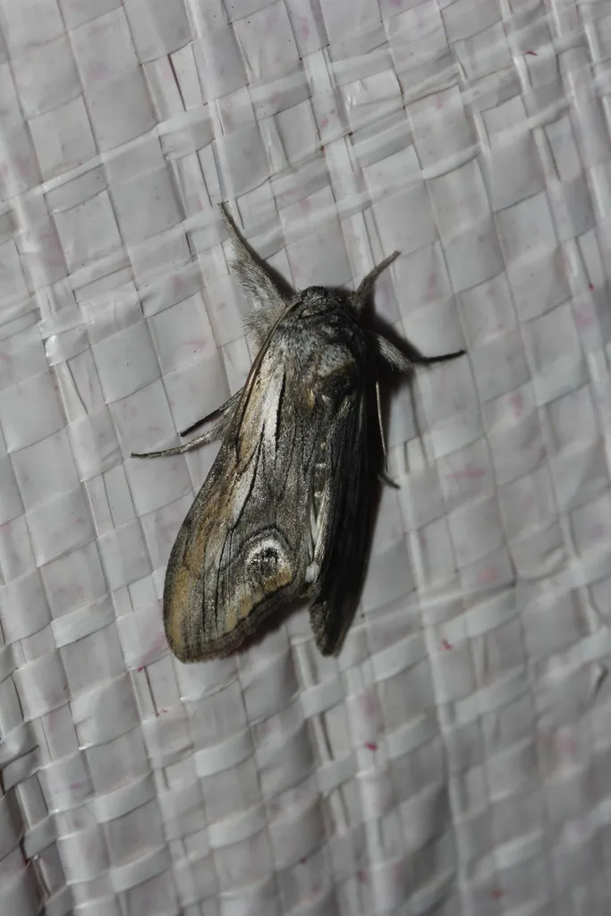 Opsigalea Moth - Hodges#10216 - photo 2