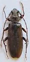 Spruce Limb Borer - photo 2