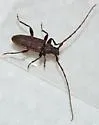 Spruce Limb Borer - photo 3