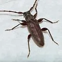 Spruce Limb Borer - photo 4