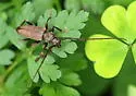 Spruce Limb Borer - photo 5