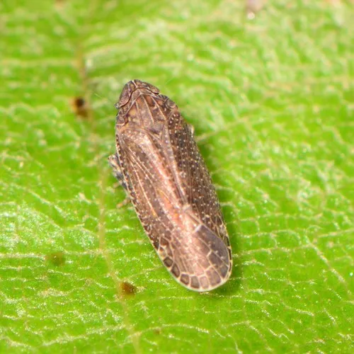 Opsiplanon luella - photo 2