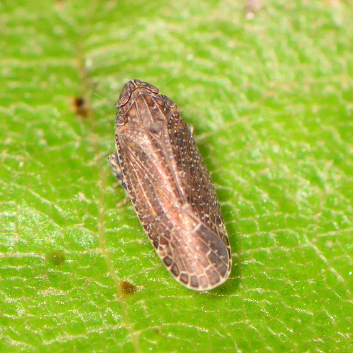 Opsiplanon luella - photo 3