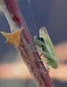 Tamarix Leafhopper - photo 2