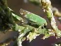 Tamarix Leafhopper - photo 3