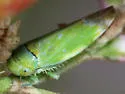 Tamarix Leafhopper - photo 4