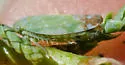 Tamarix Leafhopper - photo 5