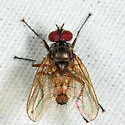Opsodexia bicolor