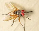 Opsodexia bicolor - photo 2