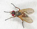 Opsodexia bicolor - photo 4