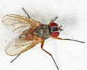 Opsodexia bicolor - photo 5