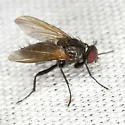 Opsodexia grisea - Opsodexia grisea