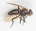Opsodexia grisea - photo 3