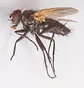 Opsodexia grisea - photo 4