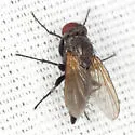 Opsodexia grisea - photo 5