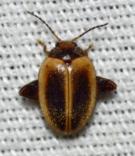 Ora discoidea