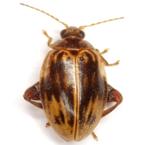 Ora texana