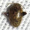 Ora zacki