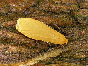 Orange Footman