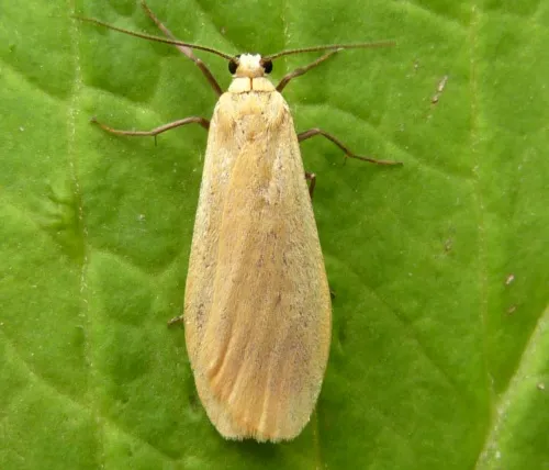 Orange Footman - photo 2