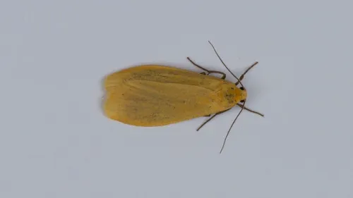 Orange Footman - photo 3