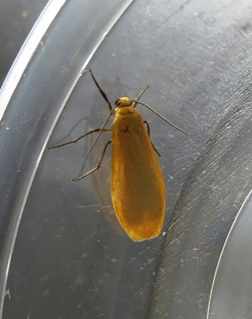 Orange Footman - photo 4