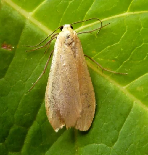 Orange Footman - photo 5