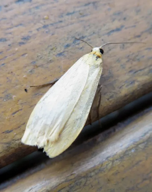 Orange Footman - photo 6