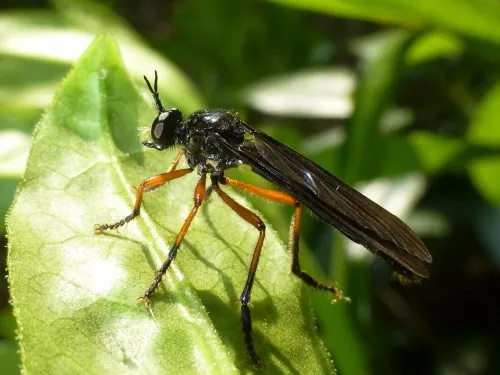 Orange-legged Robberfly - Dioctria oelandica