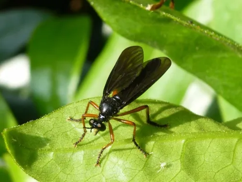 Orange-legged Robberfly - photo 2