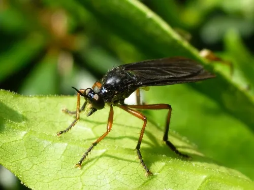 Orange-legged Robberfly - photo 3
