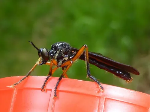 Orange-legged Robberfly - photo 4